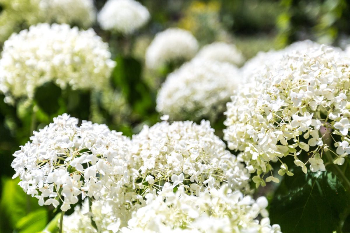 Fleurs au jardin des plantes à Caen