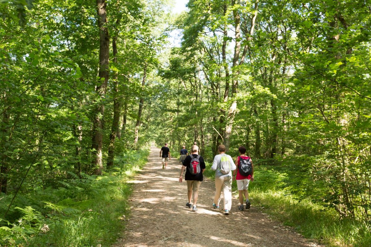 Balade à pied à travers la Forêt de Grimbosq