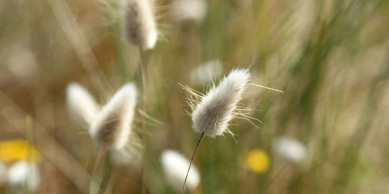 Natuurverblijf in het land van de moerassen