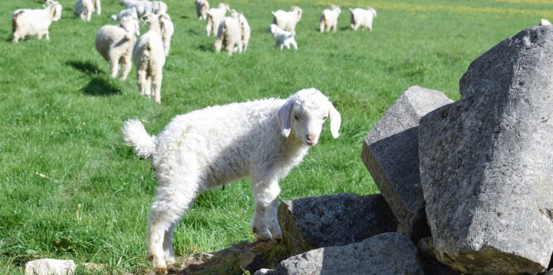 Bezoeken aan bedrijven en boerderijen