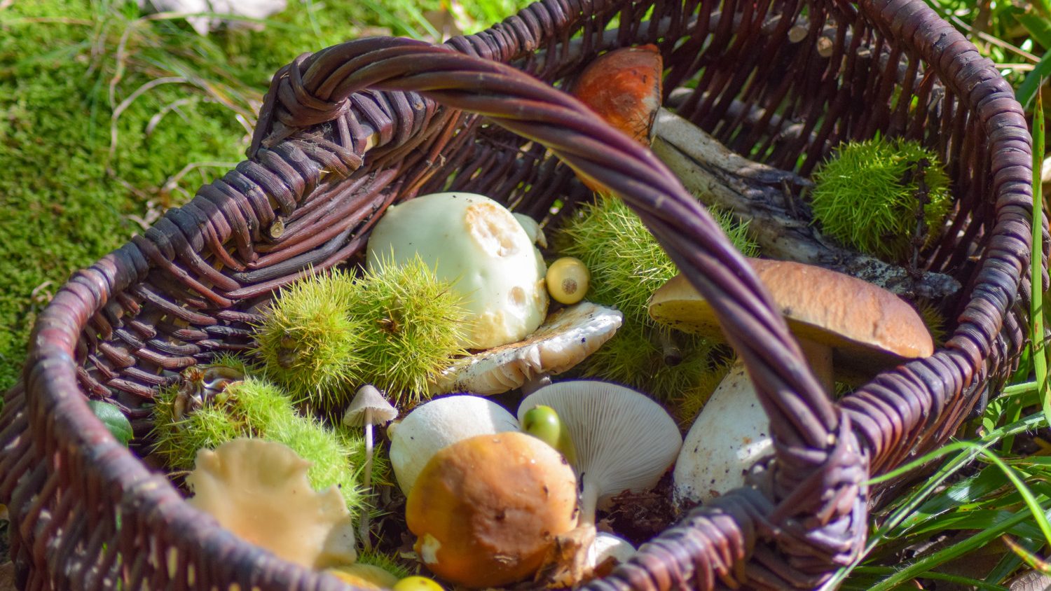 498504-panier_de_champignons-caen_la_mer_tourisme___alix_jonet-1500px