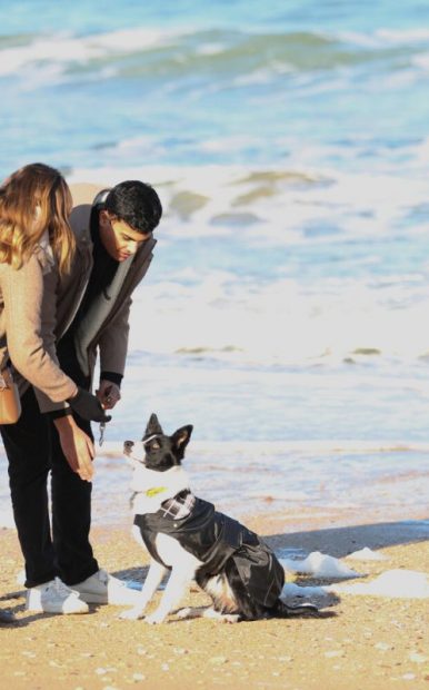 Activiteiten en vrijetijdsbesteding om met uw hond te delen in Caen la mer