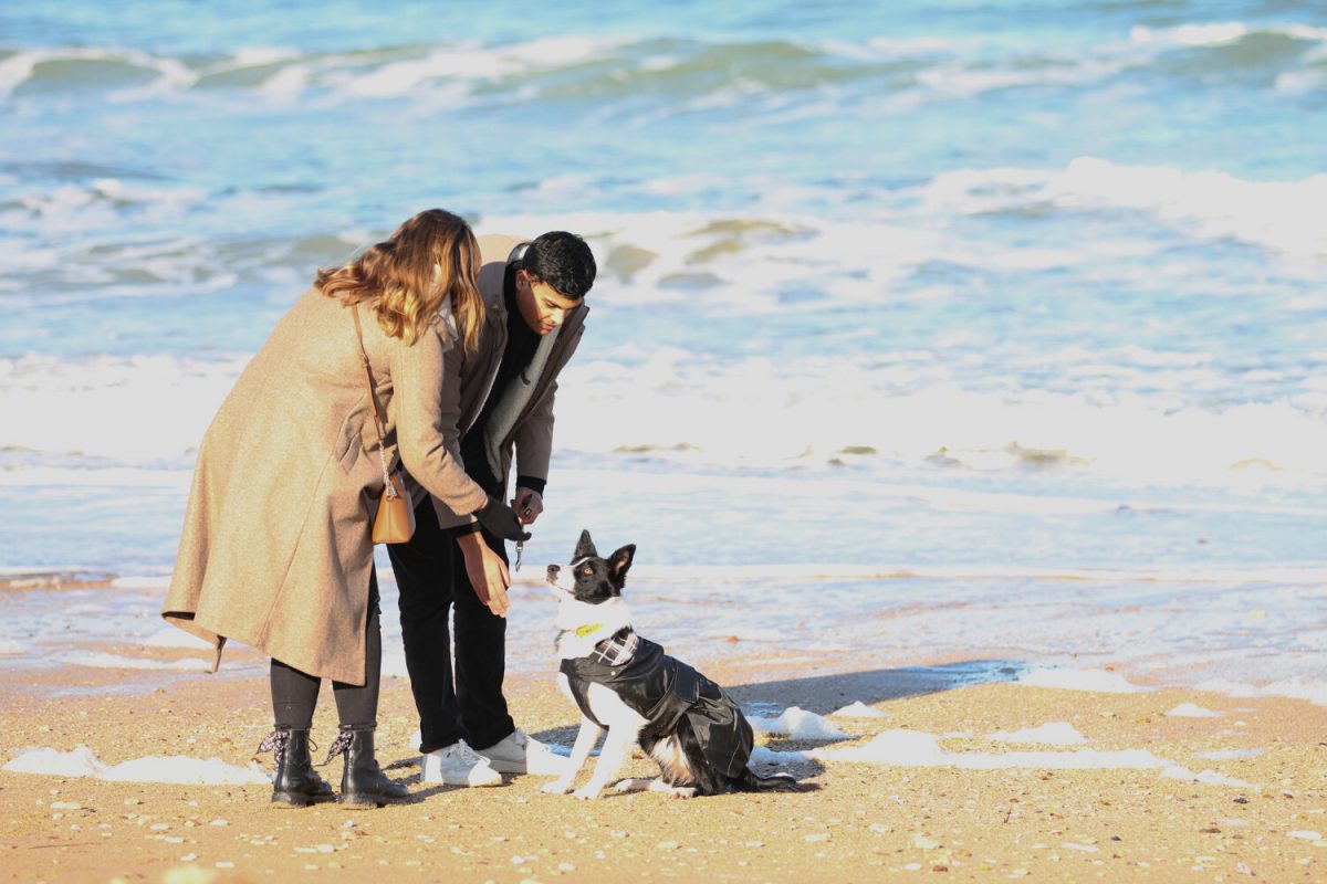 Activiteiten en vrijetijdsbesteding om met uw hond te delen in Caen la mer