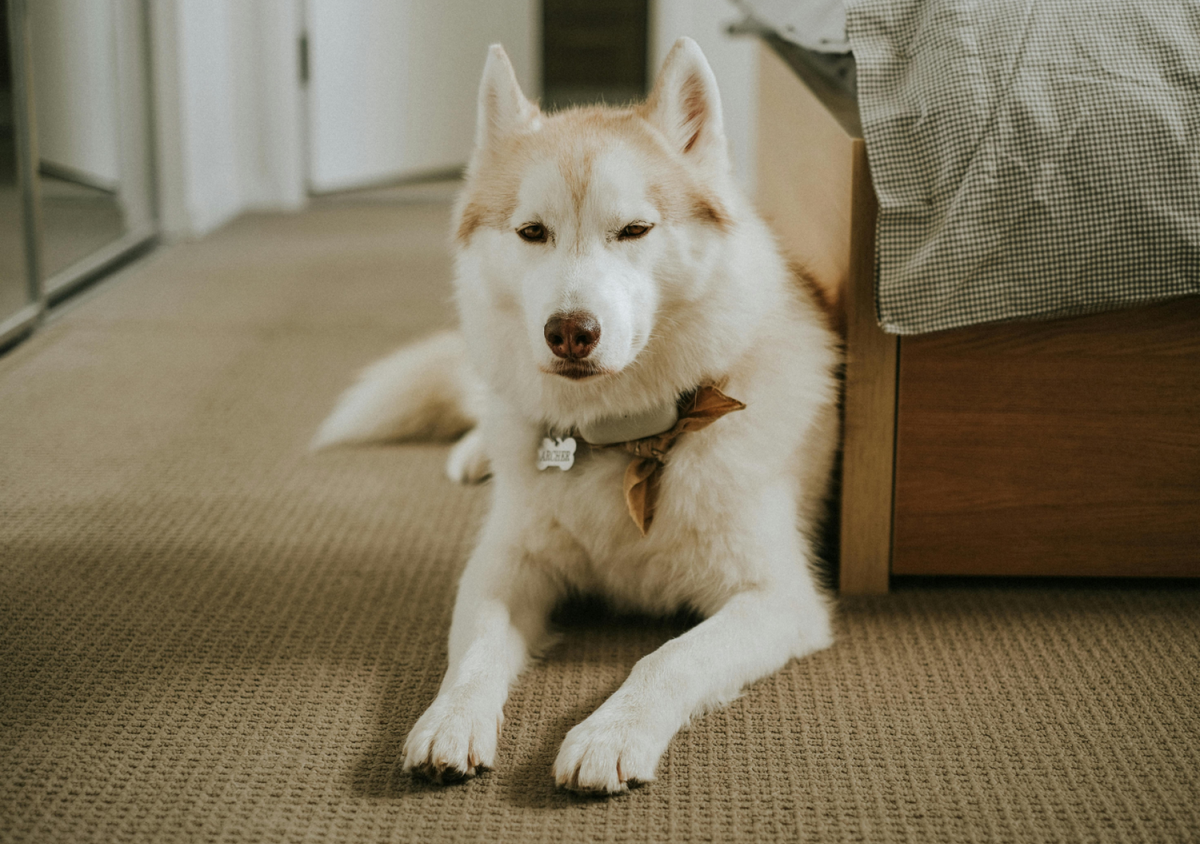 Waar vindt u huisdiervriendelijke accommodaties in Caen la mer?