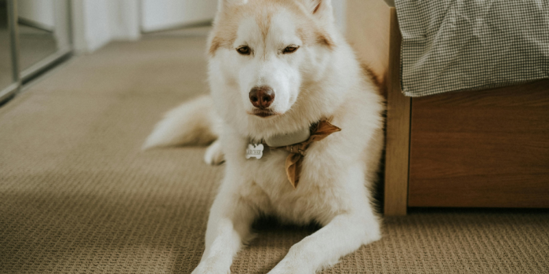 Waar vindt u huisdiervriendelijke accommodaties in Caen la mer?
