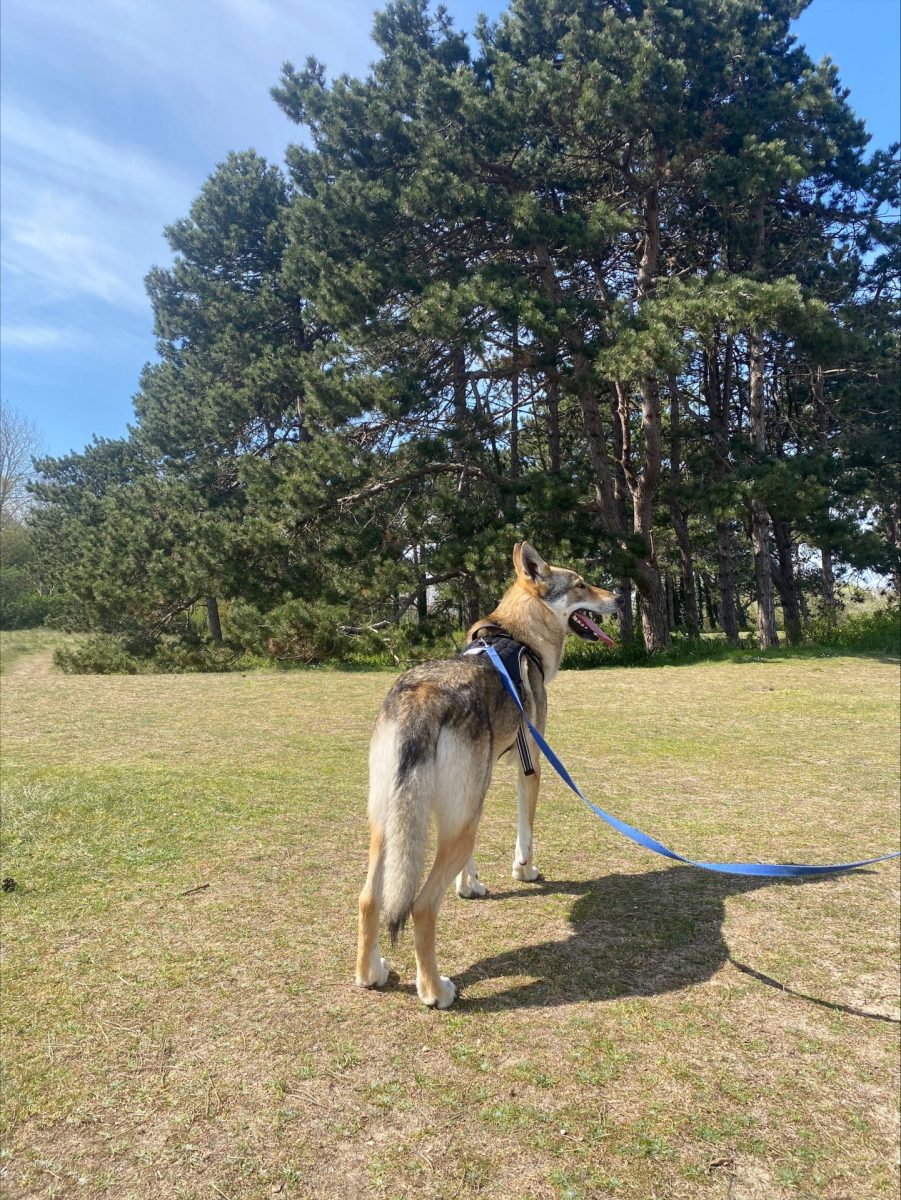 Hond bij Pointe du Siège