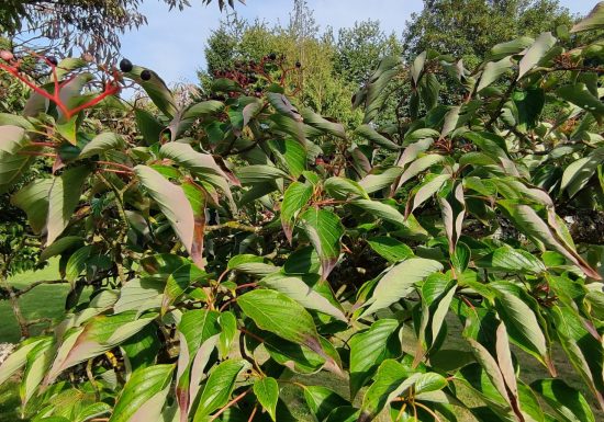 10A10-Cornus-controversa-3