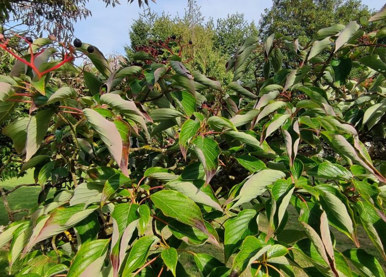 10A10-Cornus-controversa-3