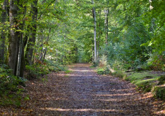 12-avril–Foret-de-Grimbosq-Caen-la-mer-Tourisme—Alix-JONET-1500px-2