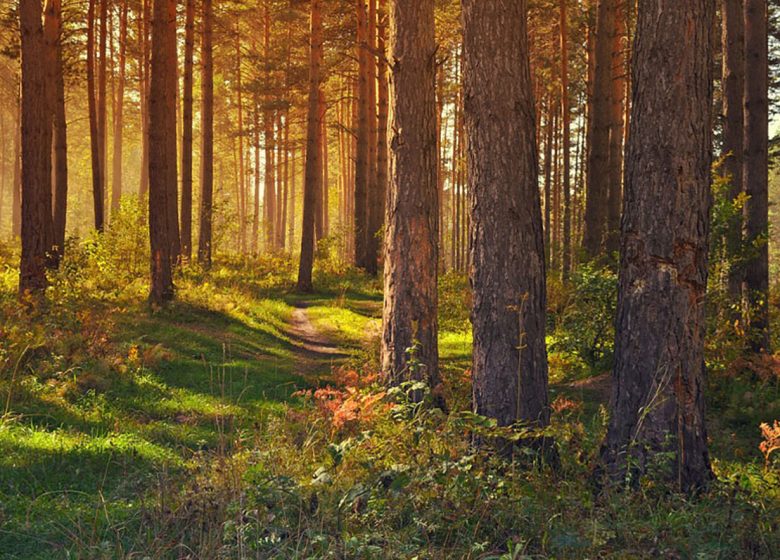 1548684865-2015761558