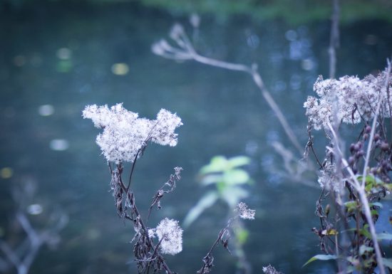 26 mai-Flore_au_Parc_de_Biez__Mondeville-Caen_la_mer_Tourisme___Alix_JONET