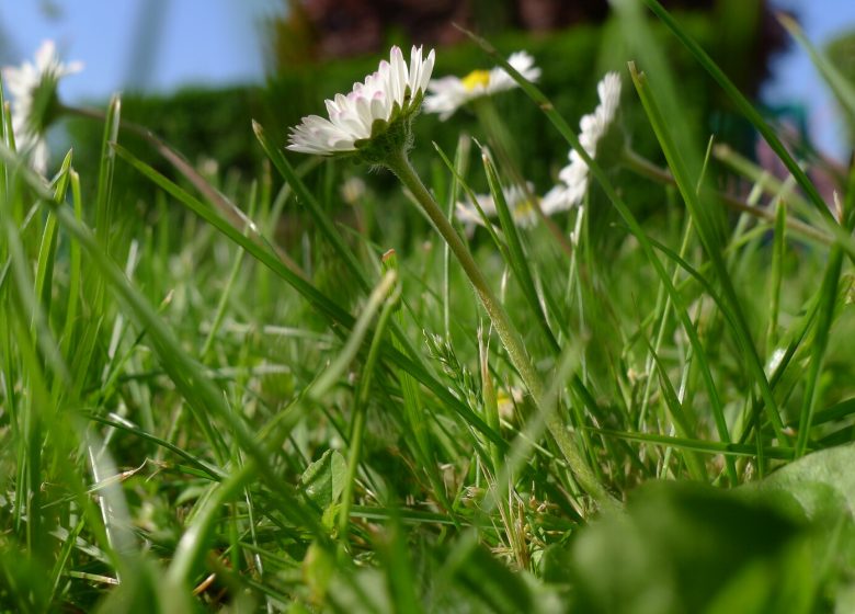 28267-Paquerettes-Francois_DECAENS___Ville_de_Caen-1500px