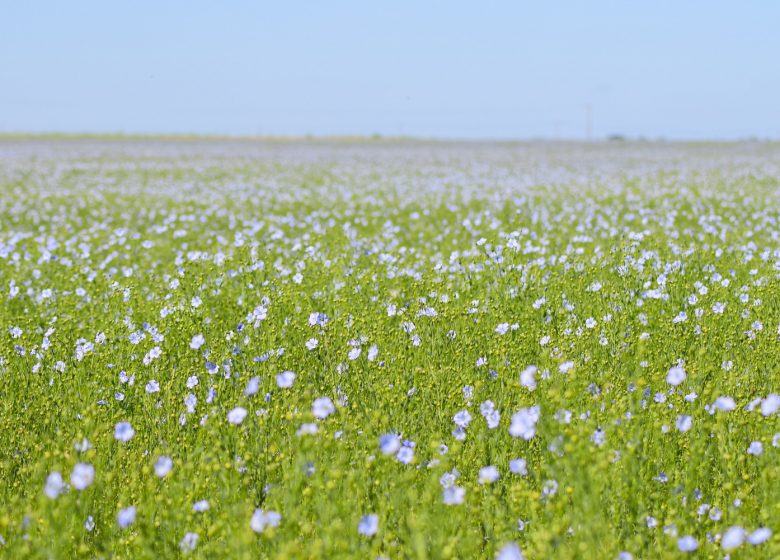 494126-Champ_de_Lin_fleuri_-_Ferme_Saint_Vaast-Caen_la_mer_Tourisme___Alix_JONET-1500px