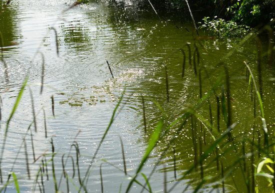 545749-La_colline_aux_oiseaux-Francois_DECAENS___Ville_de_Caen