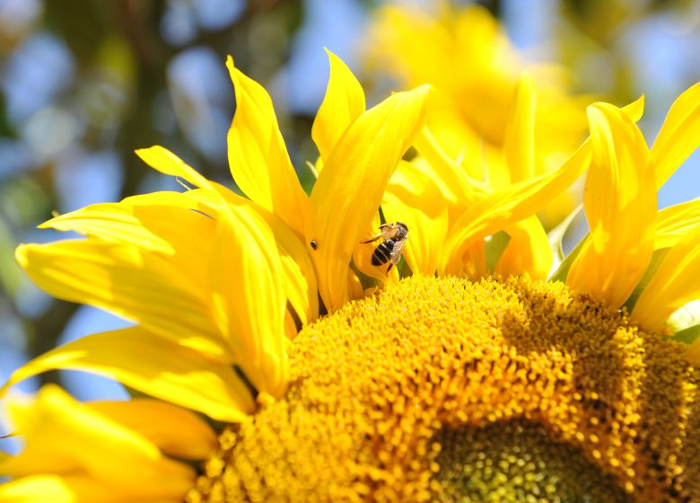 8357-Abeille_et_tournesol-Francois_DECAENS___Ville_de_Caen