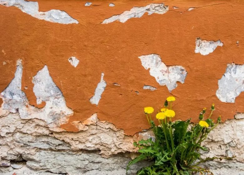 ATRE-Sauvages-de-ma-rue-nikola-johnny-mirkovic-1500×7501-2