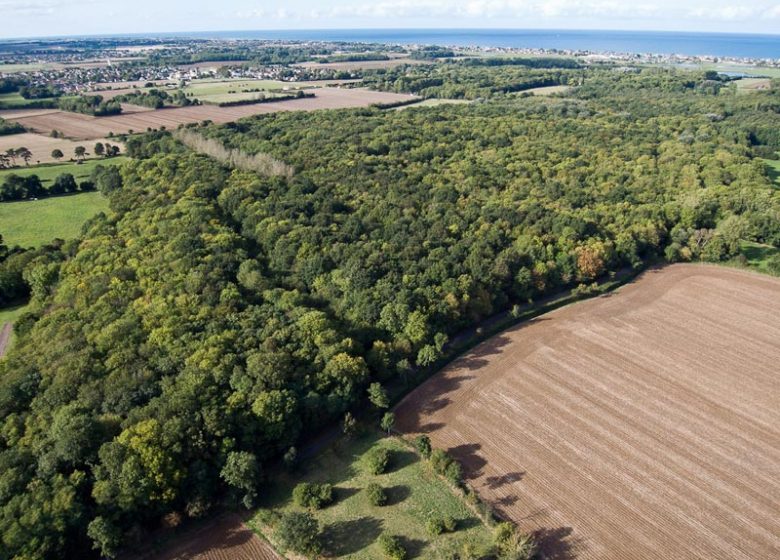 Vue aerienne du bois du Caprice©Patrick Henry