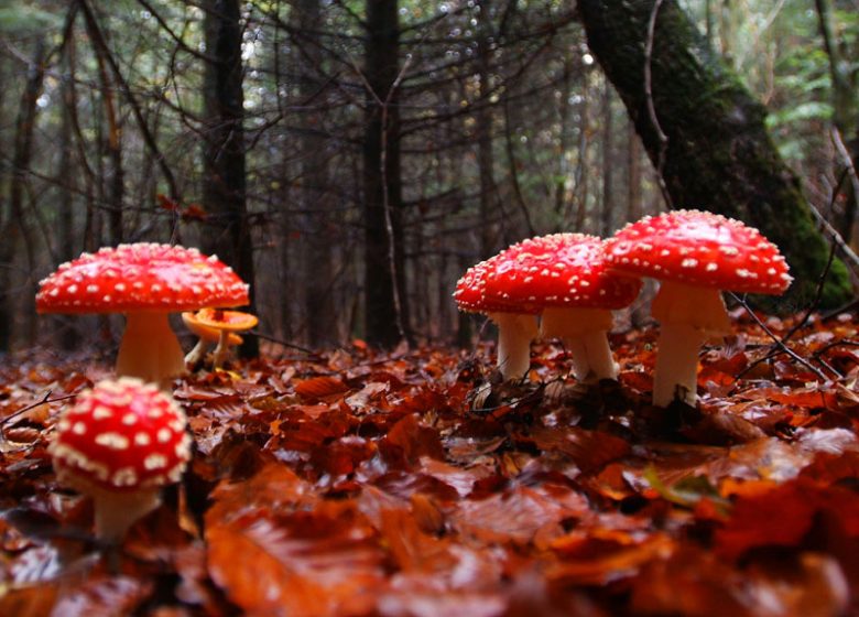Champignons en sous bois©S Guichard