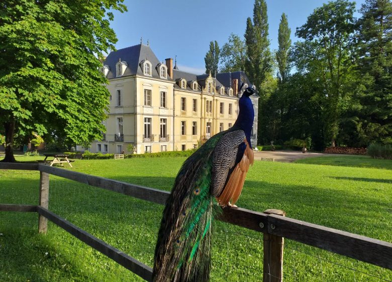 Chateau et paon©Domaine de Ouezy