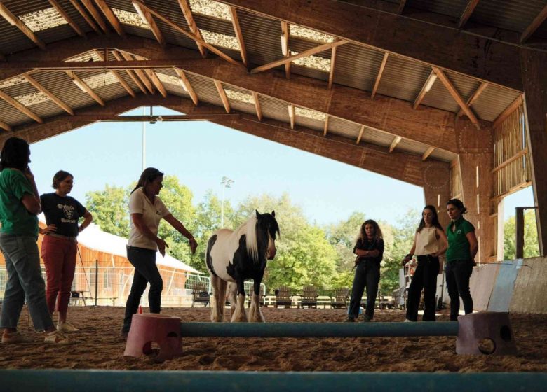 Cohésion d’équipe, séminaire d’entreprises en équicoaching