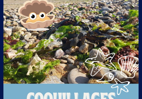 Coquillages-et-crustaces-2