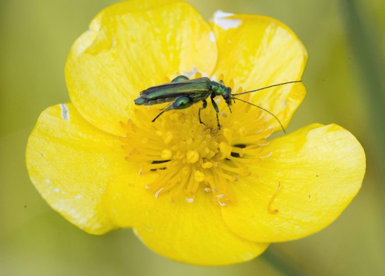 Faune et flore de la vallee©Calvados Tourisme