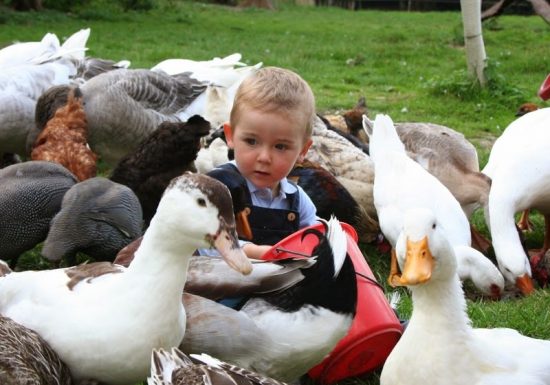 Ferme pedagogique du Chateau de Canon pres de Lisieux (6)