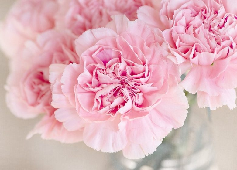 Fleurs – Pezibear