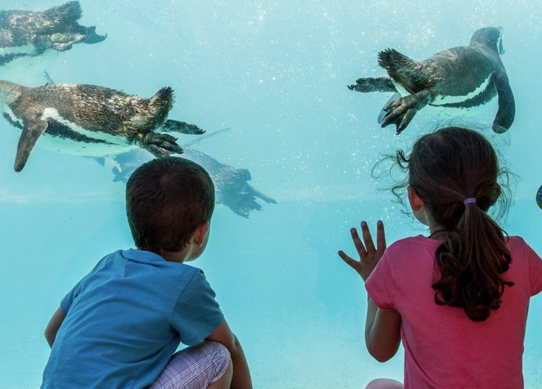 Loup, zoo de Jurques dans le Bocage Normand