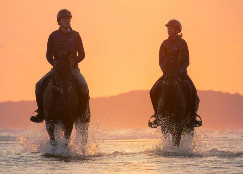 Les crins de la baie chevaux dans l’eau