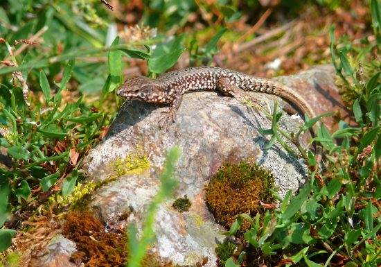 Lézard