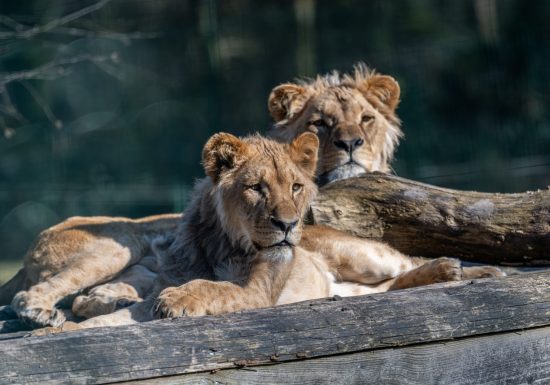 Lion Angola – Michael Ulsas (22)