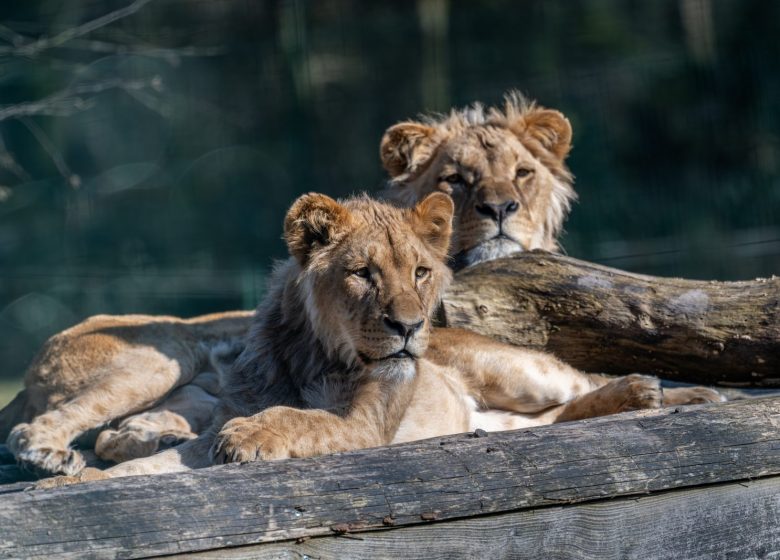 Lion Angola – Michael Ulsas (22)