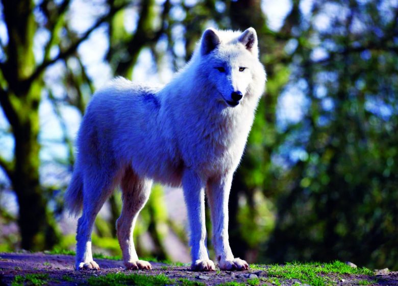 Loup blanc – A Cambien (31)