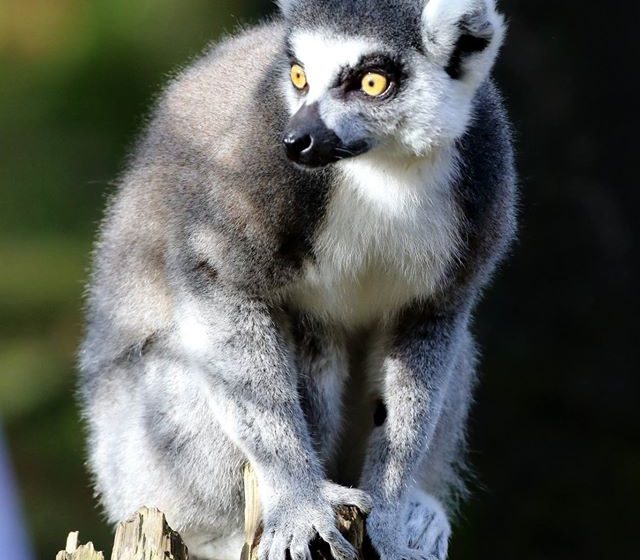 Maki catta – A Cambien