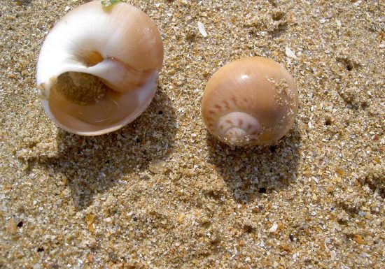 Natice-balade-nautique-Hermanville