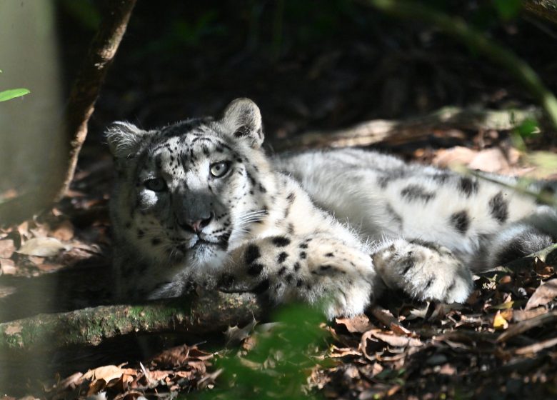 Panthère des neiges- Michael ULSAS