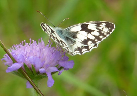 Papillon