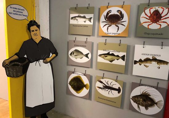 Quiz especes poissons credit M Caillere