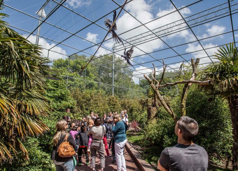 Lion, zoo de Jurques dans le Bocage Normand