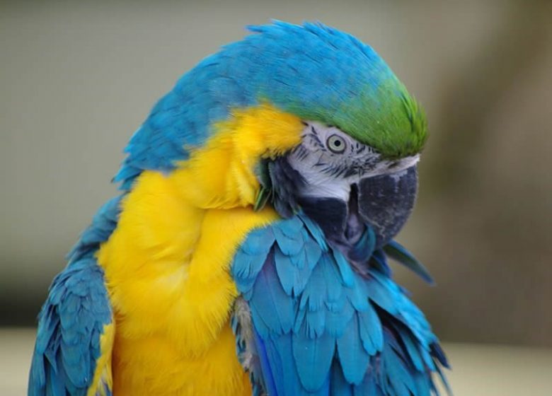 ZOO-DE-JURQUES-CREDIT-GO-PHOTOS