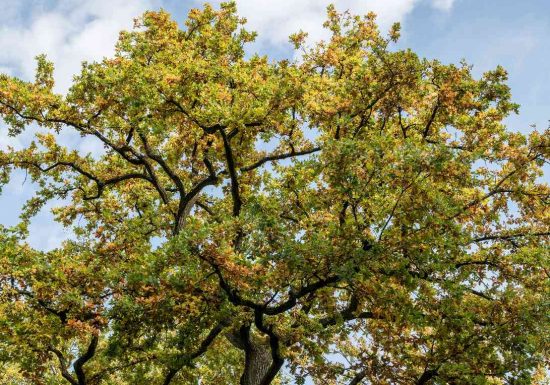 arbre