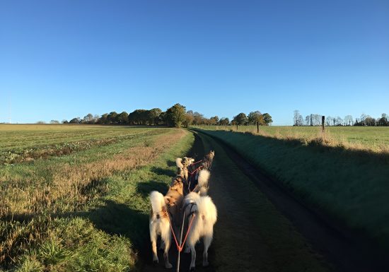 attelage de chiens Lénault crédit Flavien Deletre TIS