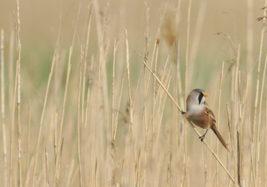 benoit-gauzere-oiseaux