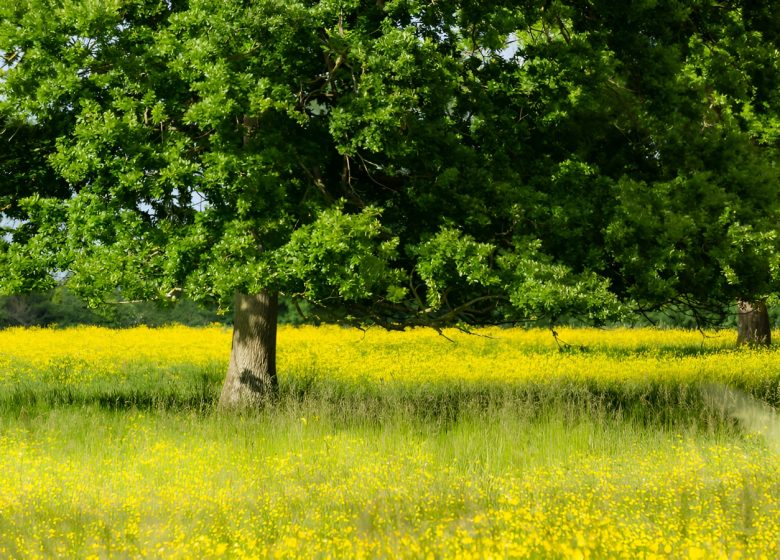 Arbres et prairies du bois du Caprice. / © Thierry Houyel
