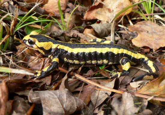 Salamandre tachetée, espèce protégée du bois du Caprice. / © Département du Calvados
