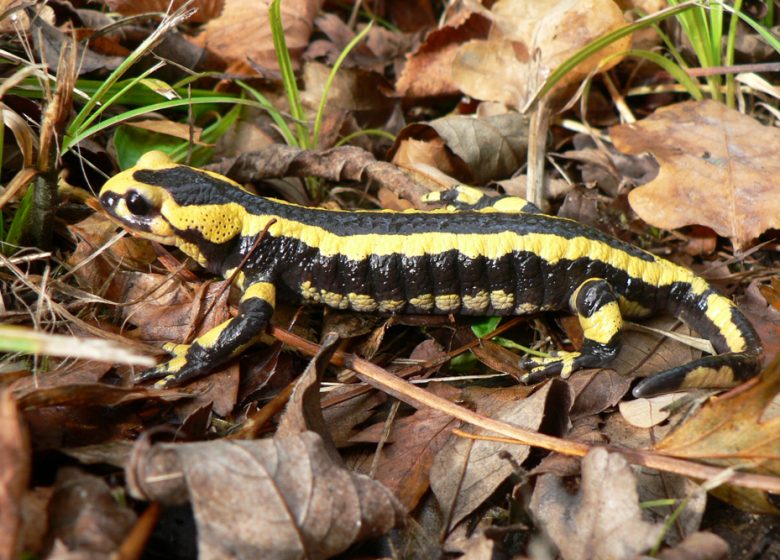 Salamandre tachetée, espèce protégée du bois du Caprice. / © Département du Calvados