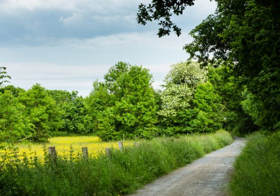 Sentier pédestre dans le bois du Caprice. / © Thierry Houyel