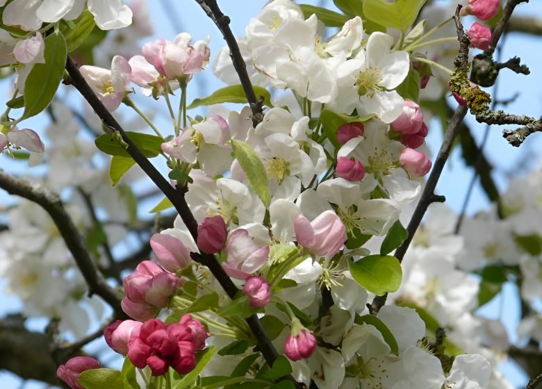 calvados-christian-drouin-ok-7-1528721557