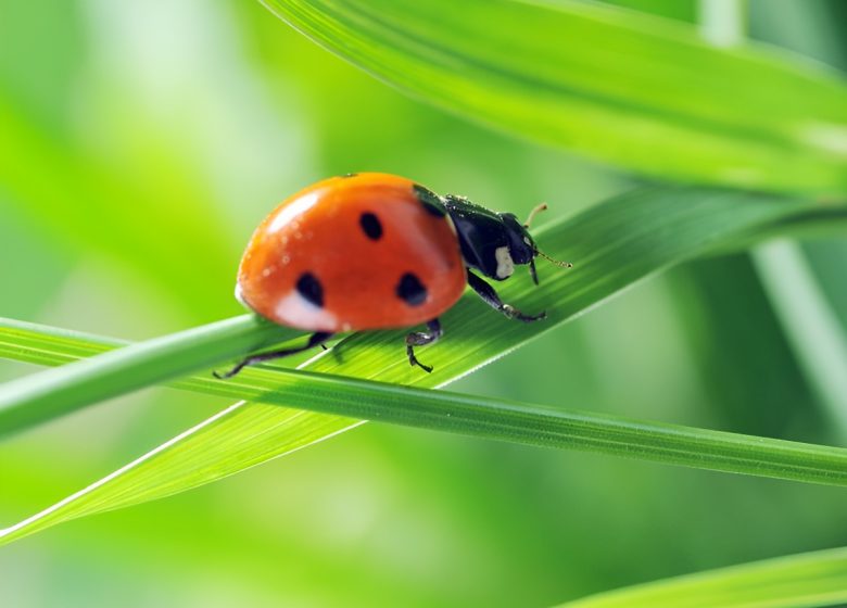 Coccinelle, emblème du jardin botanique de Caen